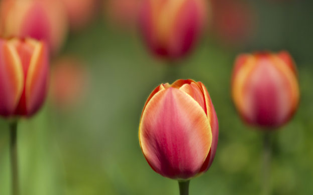 Low Dof Tulips Best Background Full HD1920x1080p, 1280x720p, - HD Wallpapers Backgrounds Desktop, iphone & Android Free Download